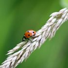 Marienkäfer beim Spaziergang