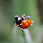 Marienkäfer beim turnen