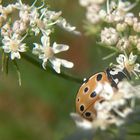 Marienkäfer beim Versteckspiel