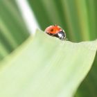 Marienkäfer beim Wandern