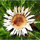 Marienkäfer besucht Silberdistel