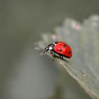 Marienkäfer - bitte springe nicht! ;-)