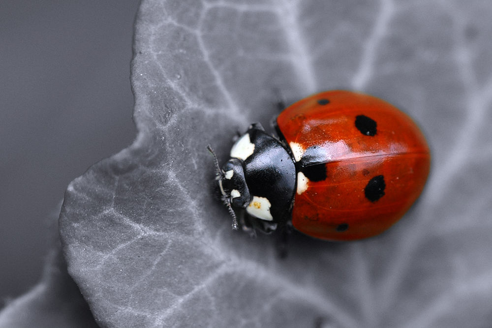 Marienkäfer B/W