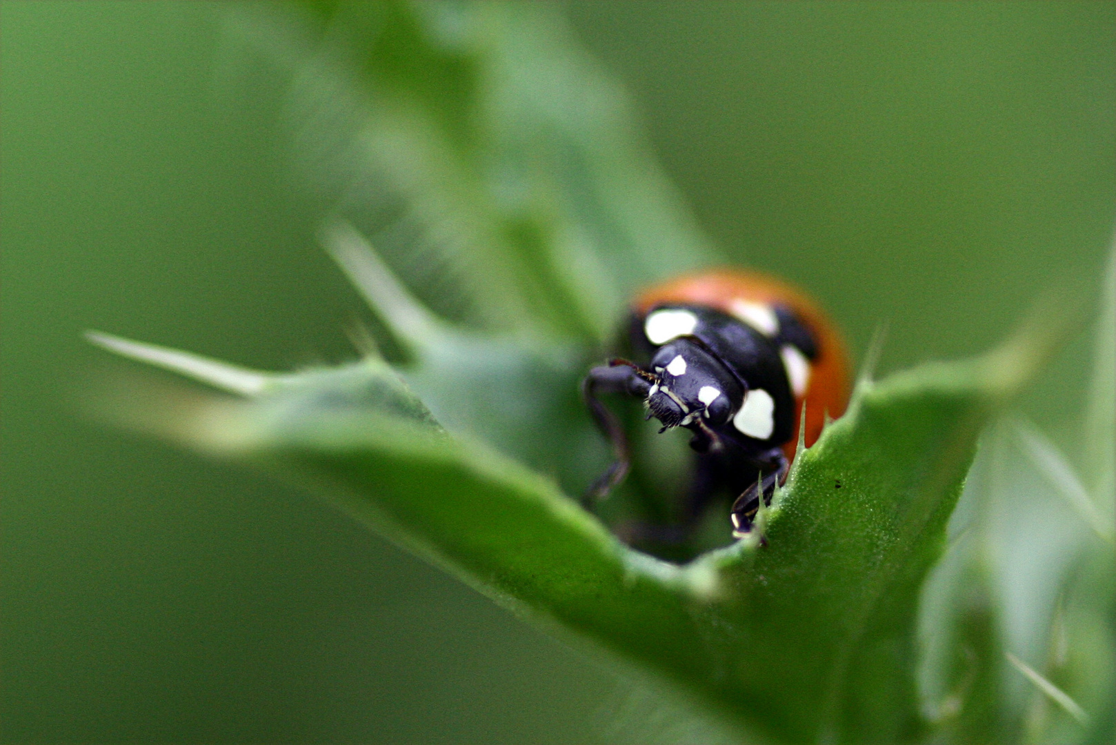 Marienkäfer