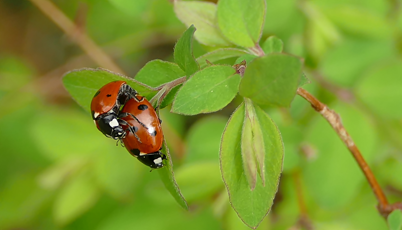 Marienkäfer