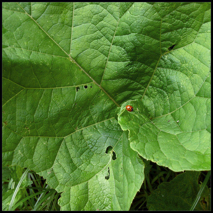 Marienkäfer