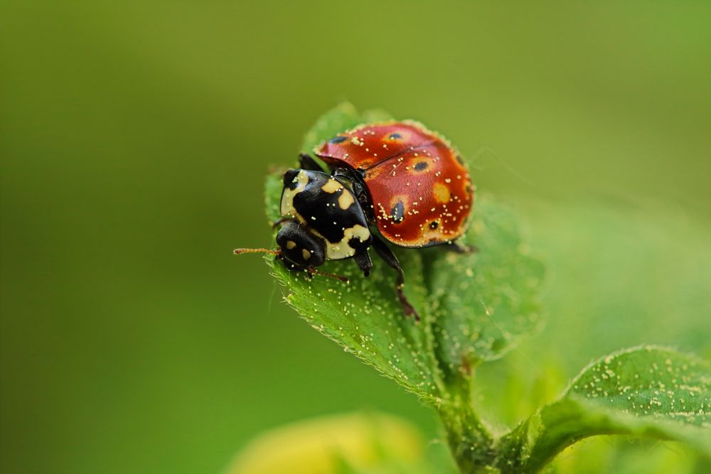 Marienkäfer