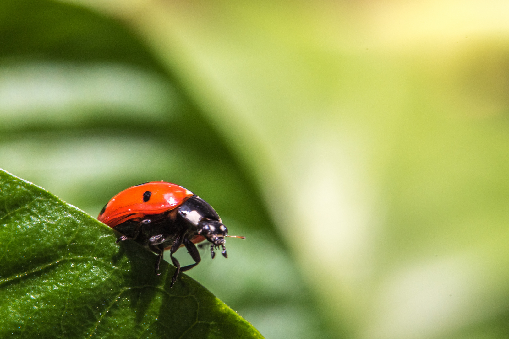 Marienkäfer Foto & Bild | tiere, wildlife, insekten Bilder auf