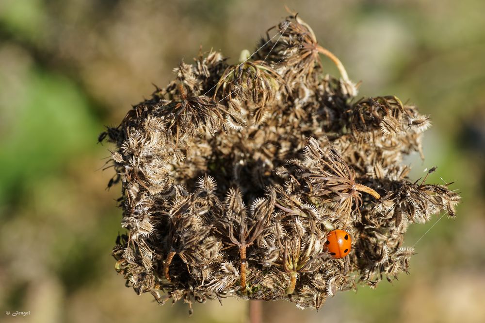 Marienkäfer - Coccinelle