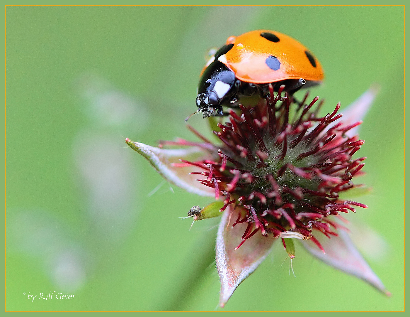 Marienkäfer (Coccinellidae)