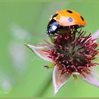 Marienkäfer (Coccinellidae)