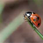 marienkäfer (coccinellidae) - 2013 (4)