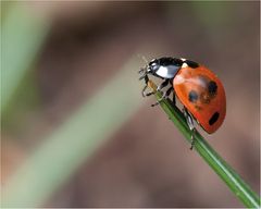 marienkäfer (coccinellidae) - 2013 (4)