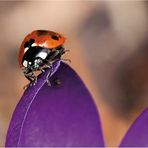 marienkäfer (coccinellidae) - 2013 (5)