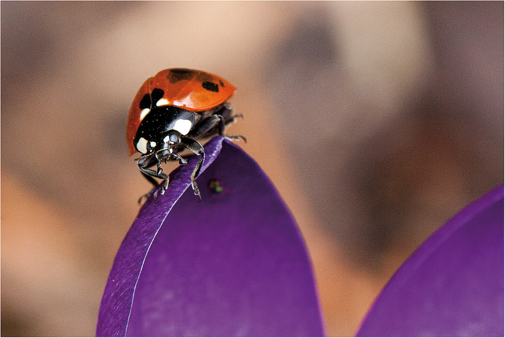 marienkäfer (coccinellidae) - 2013 (5)