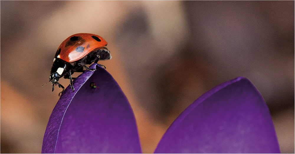 marienkäfer (coccinellidae) - 2013