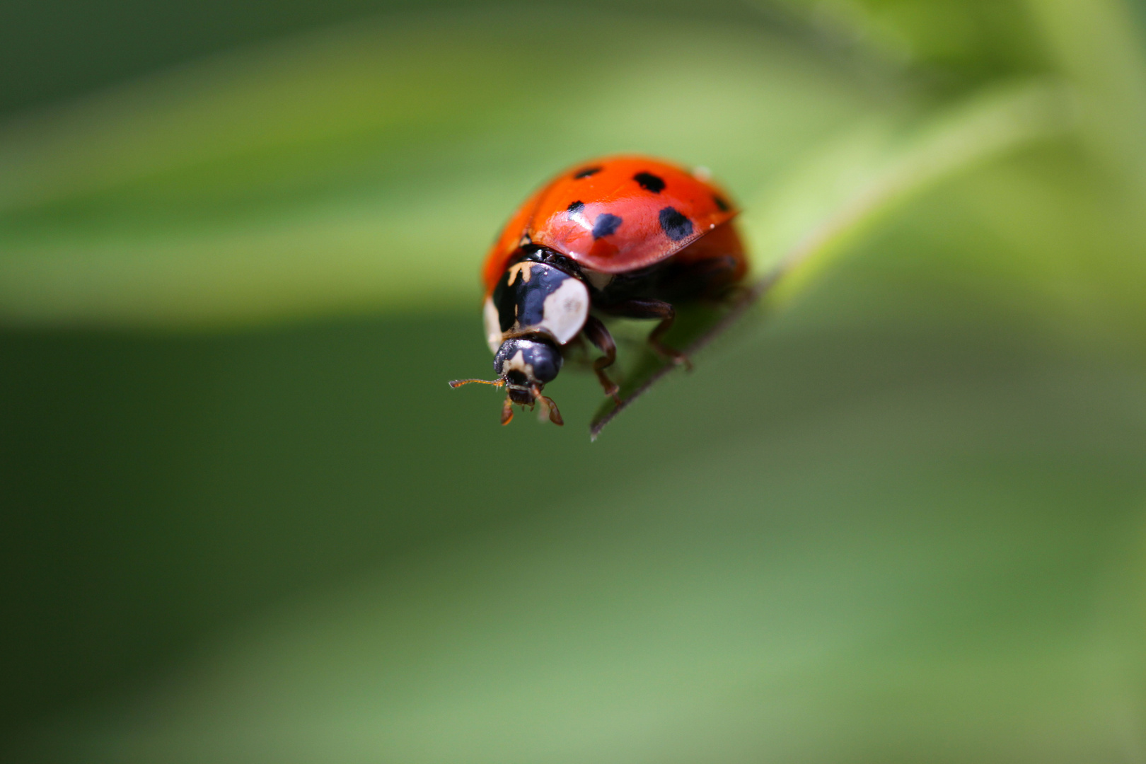 Marienkäfer (Coccinellidae)