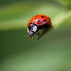 Marienkäfer (Coccinellidae)