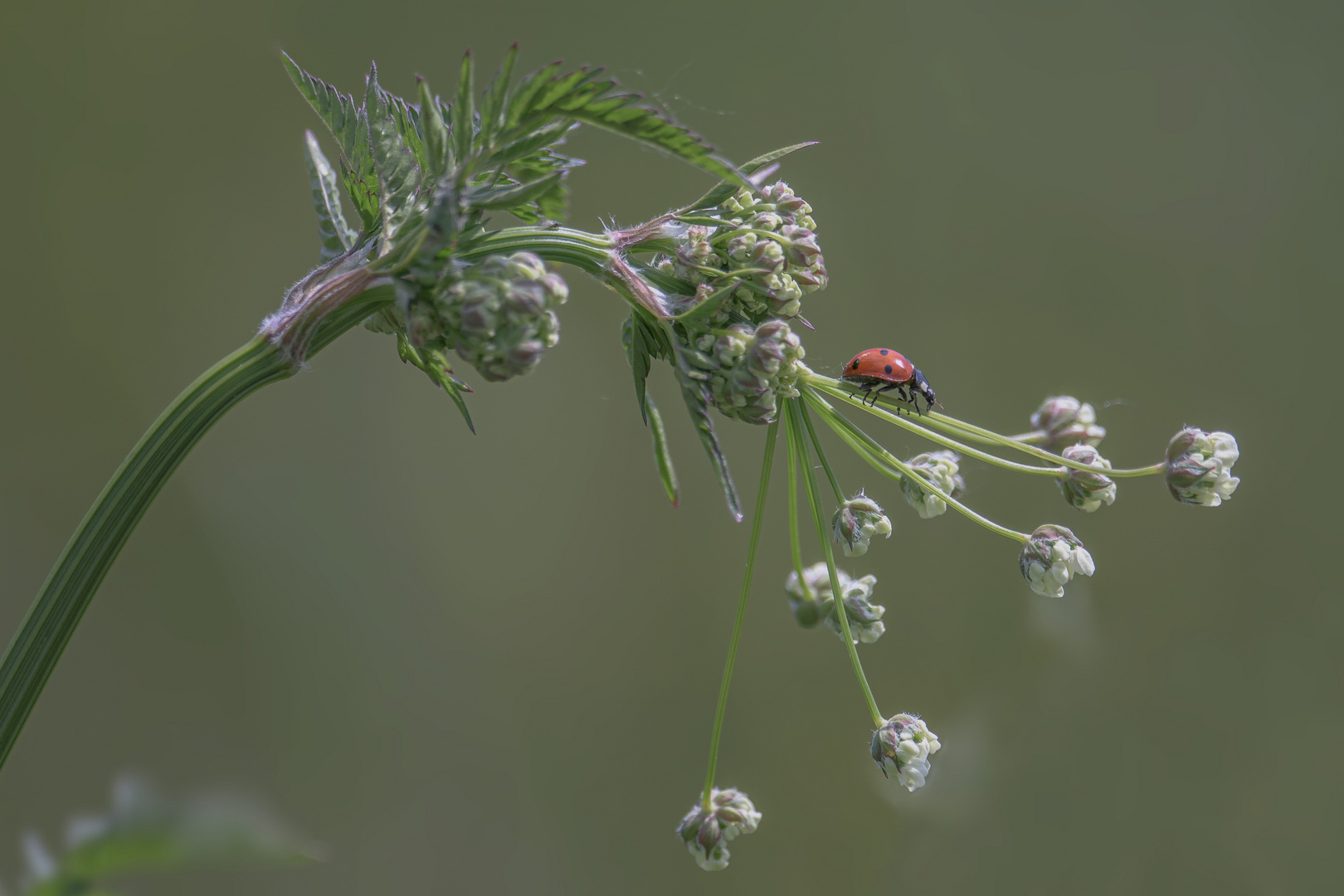   Marienkäfer (Coccinellidae)