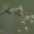   Marienkäfer (Coccinellidae)