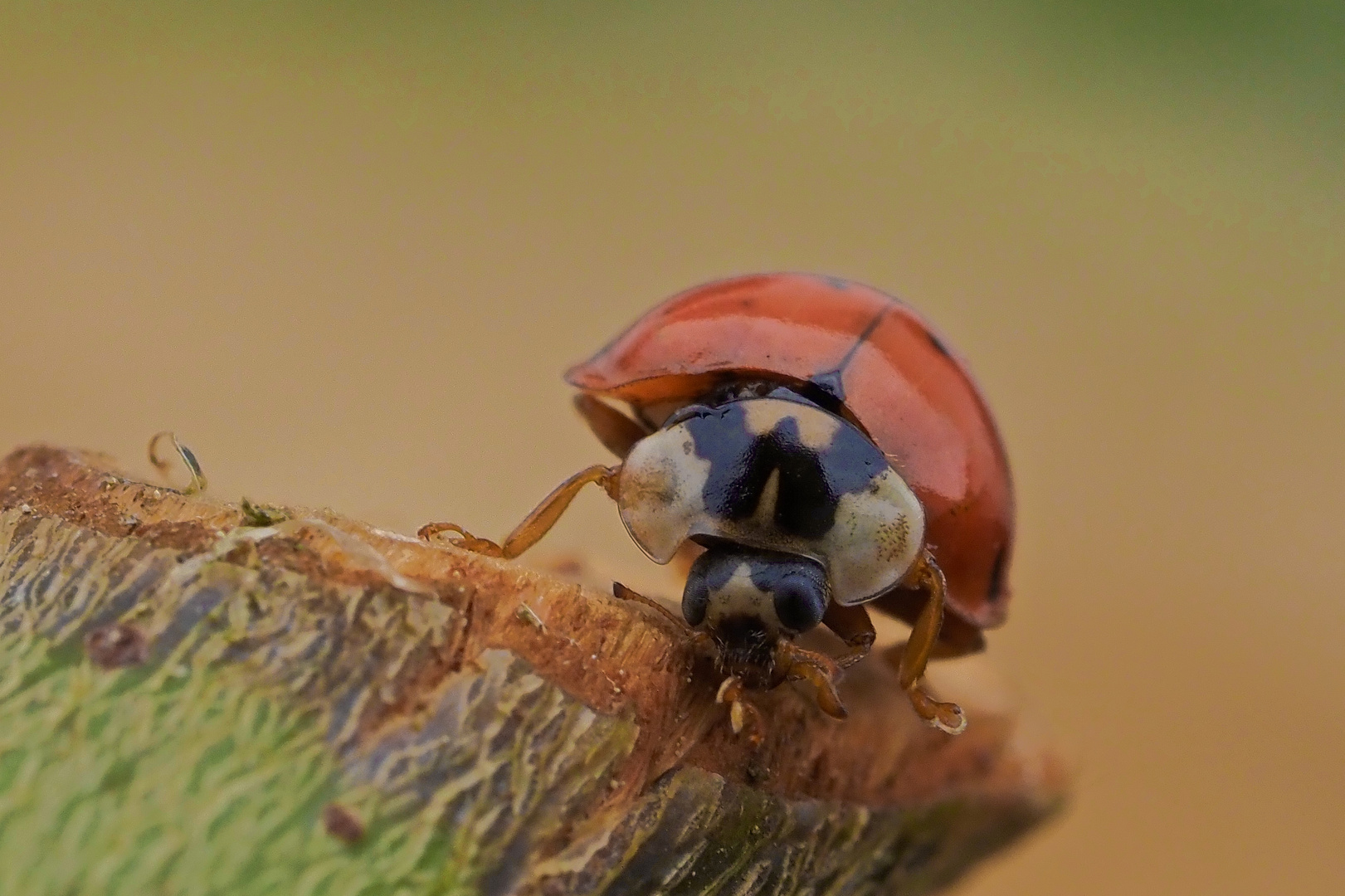 Marienkäfer - Coccinellidae