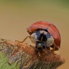 Marienkäfer - Coccinellidae