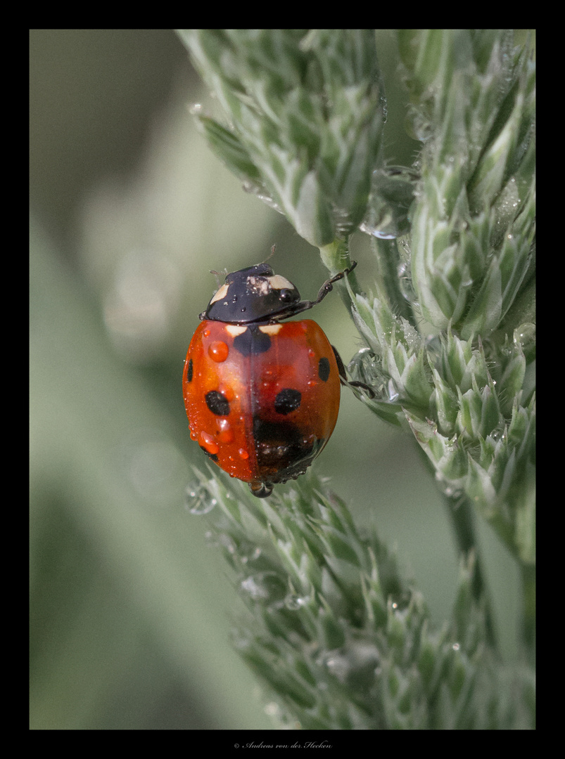 Marienkäfer (Coccinellidae)