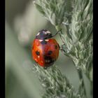 Marienkäfer (Coccinellidae)