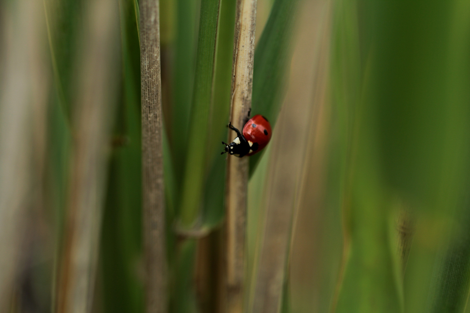 Marienkäfer (Coccinellidae)