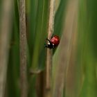 Marienkäfer (Coccinellidae)