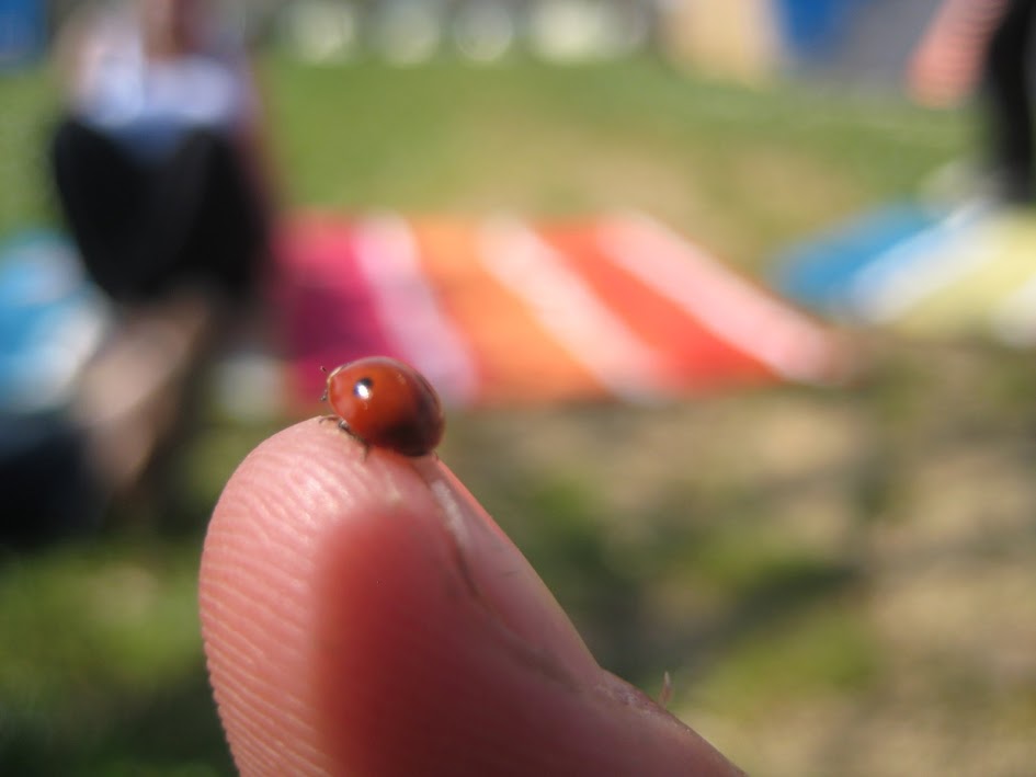 Marienkäfer (Coccinellidae)