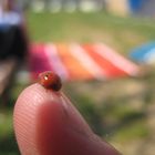 Marienkäfer (Coccinellidae)