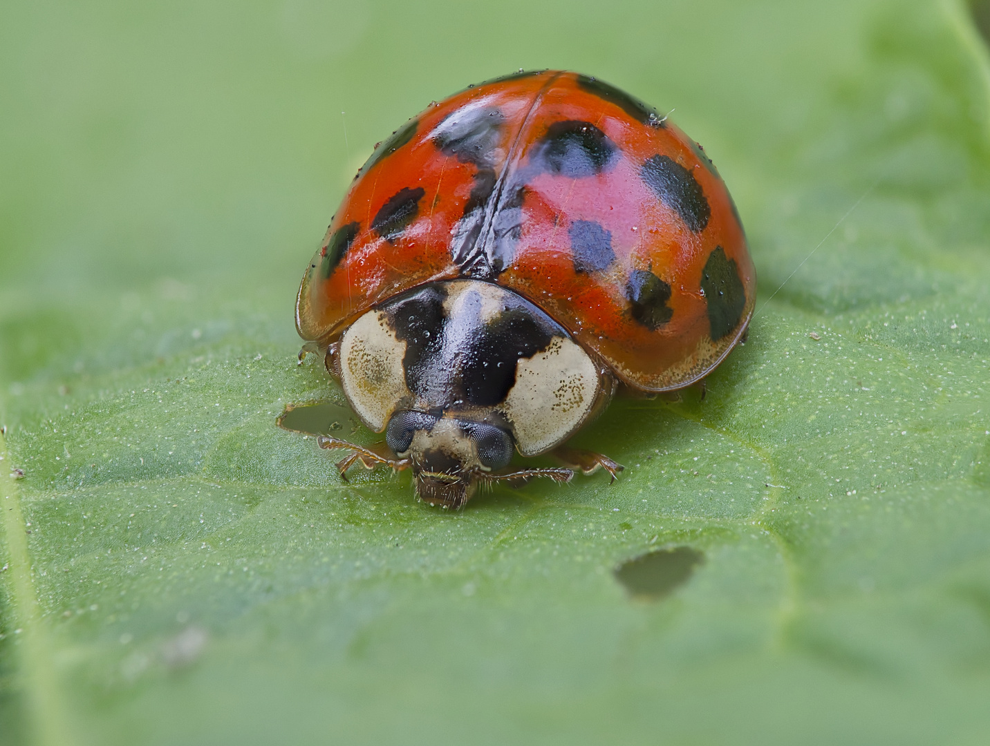 Marienkäfer (Coccinellidae)