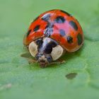 Marienkäfer (Coccinellidae)