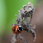 marienkäfer (coccinellidae)