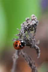 marienkäfer (coccinellidae)