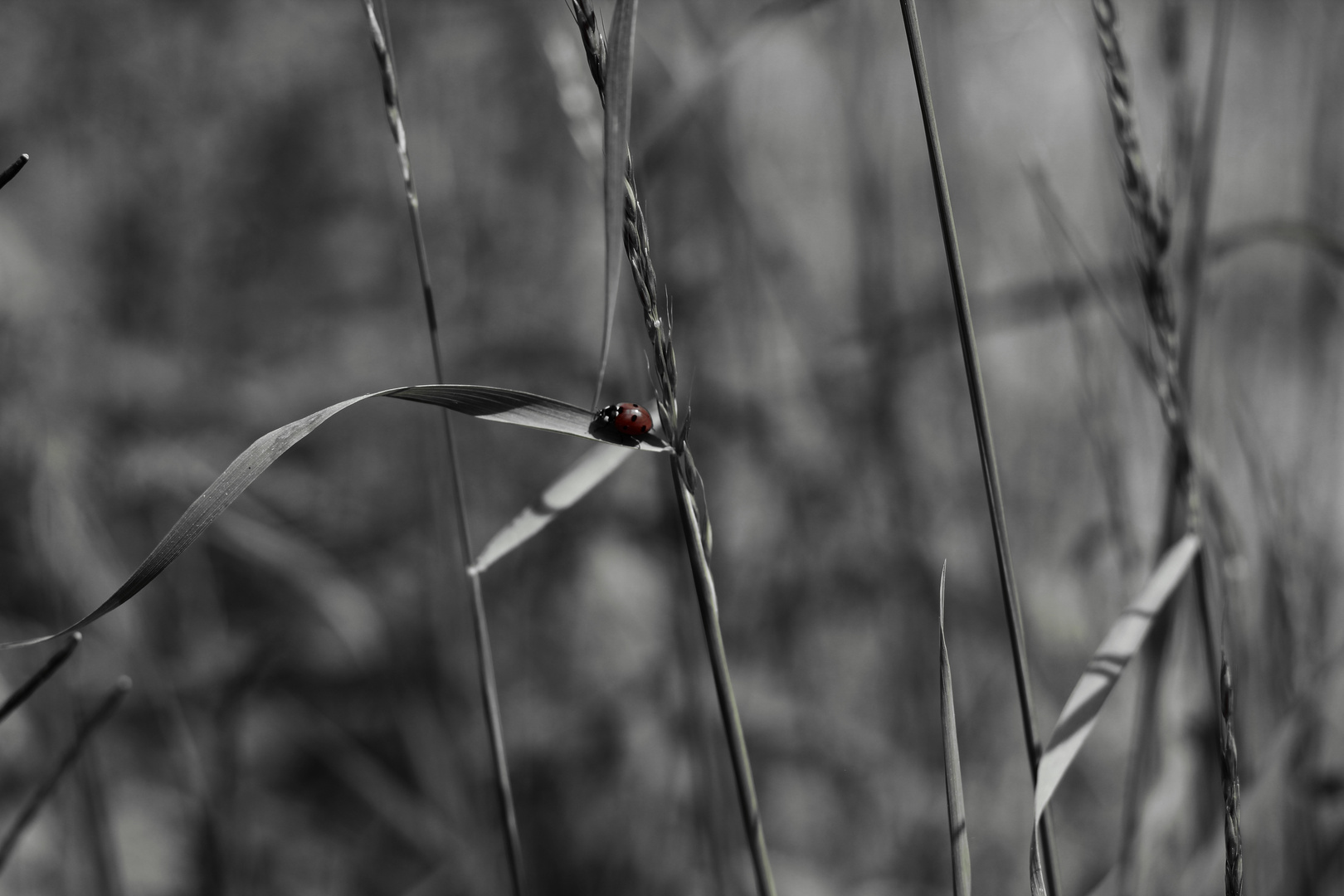 Marienkäfer (Coccinellidae)