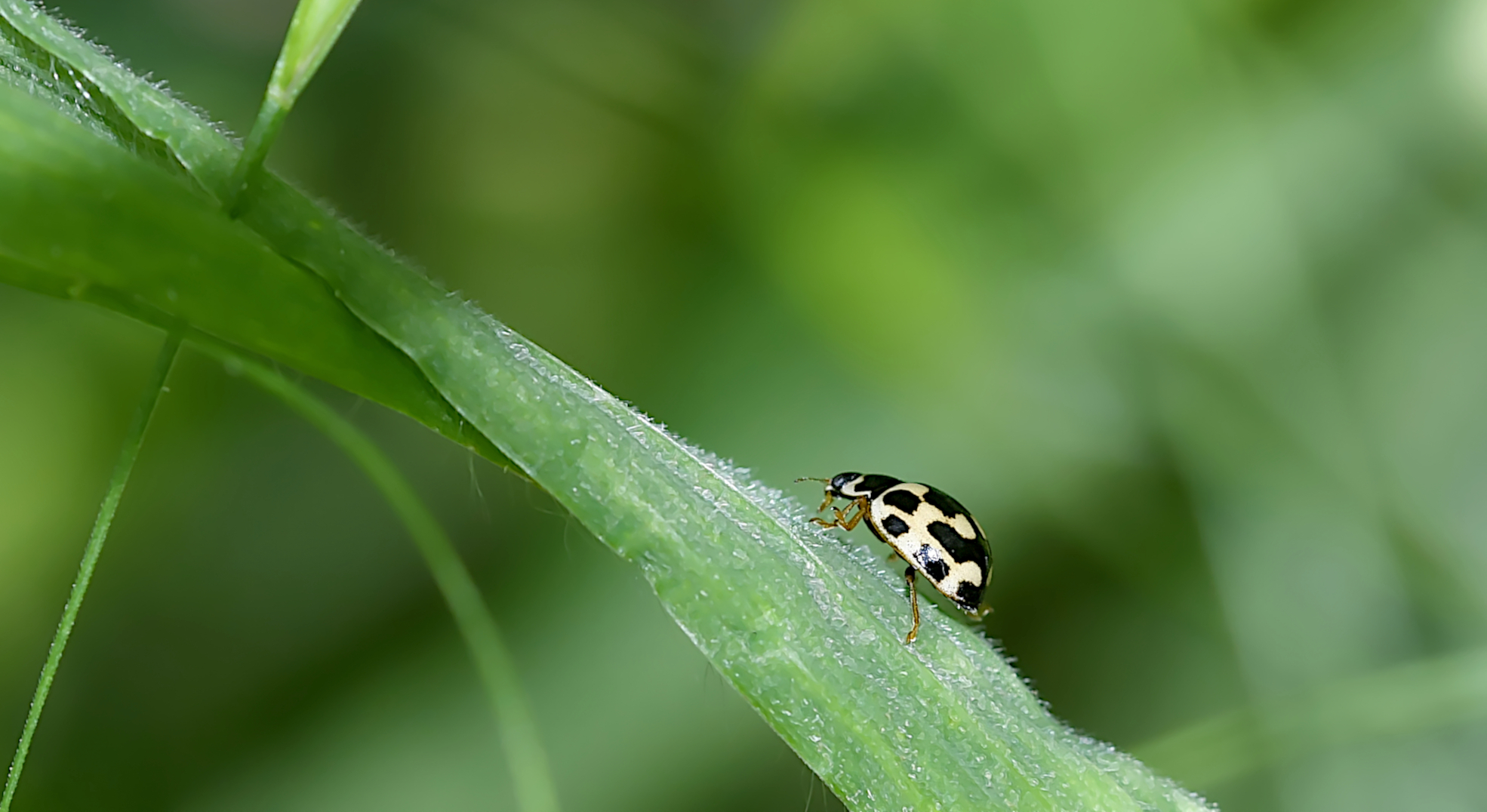 Marienkäfer (Coccinellidae)  ...