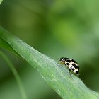 Marienkäfer (Coccinellidae)  ...