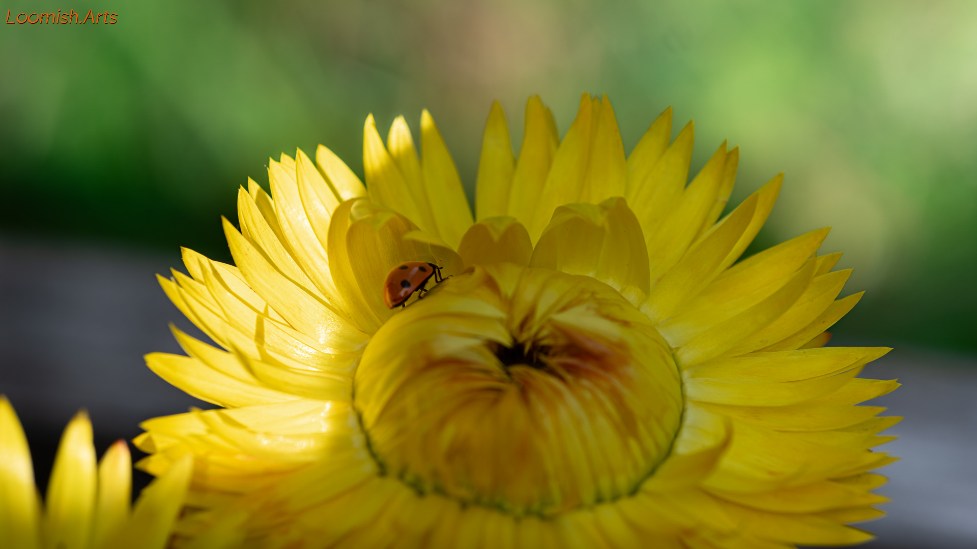 Marienkäfer (Coccinellidae)