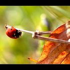 Marienkäfer (Coccinellidae)