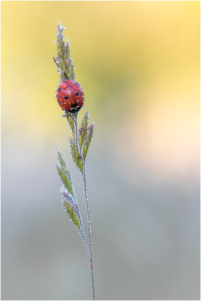 Marienkäfer (Coccinellidae) I/15