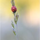 Marienkäfer (Coccinellidae) I/15