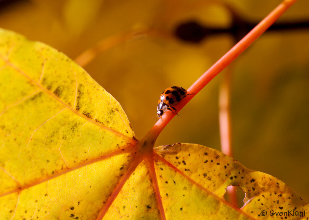 Marienkäfer (Coccinellidae) im Herbst