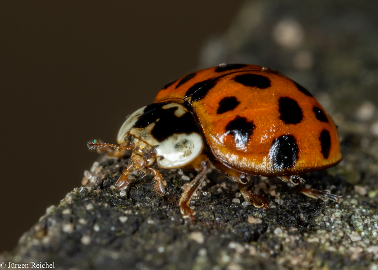 Marienkäfer (Coccinellidae indet) 