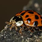 Marienkäfer (Coccinellidae indet) 