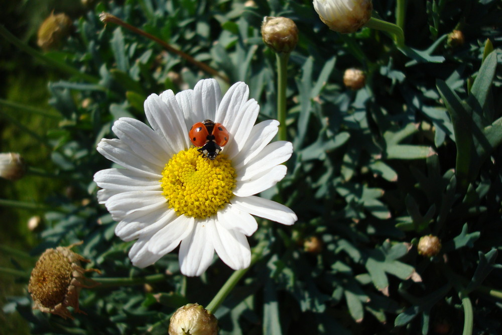 Marienkäfer