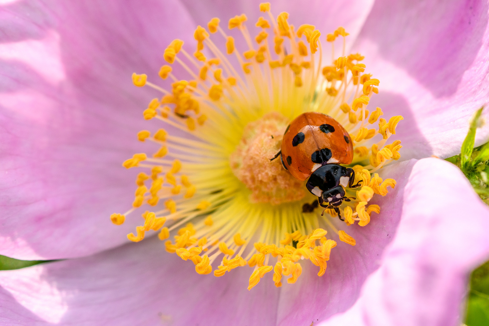 Marienkäfer Foto & Bild | tiere, wildlife, insekten Bilder auf