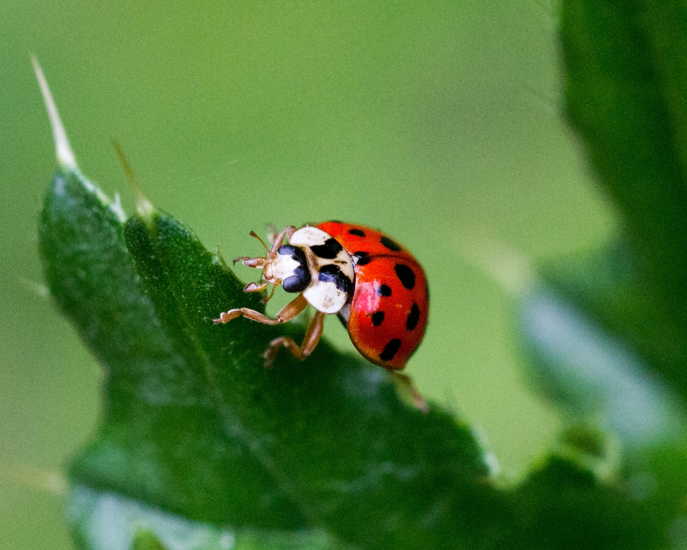 Marienkäfer