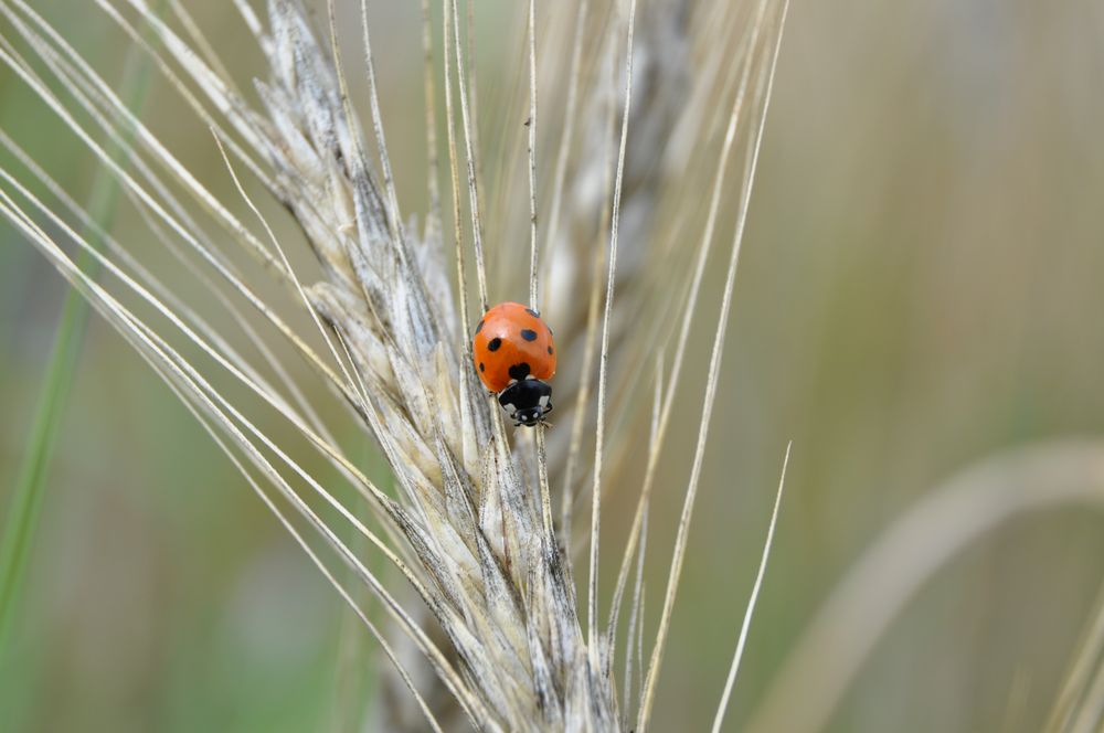 Marienkäfer